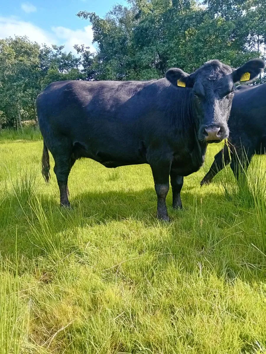 Pedigree Angus cow - Image 1