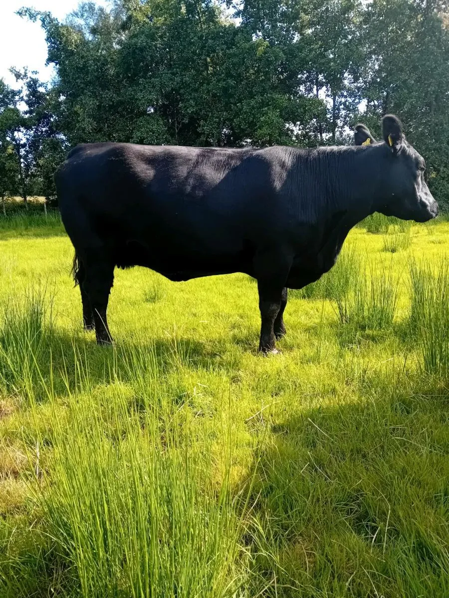 Pedigree Angus cow - Image 3