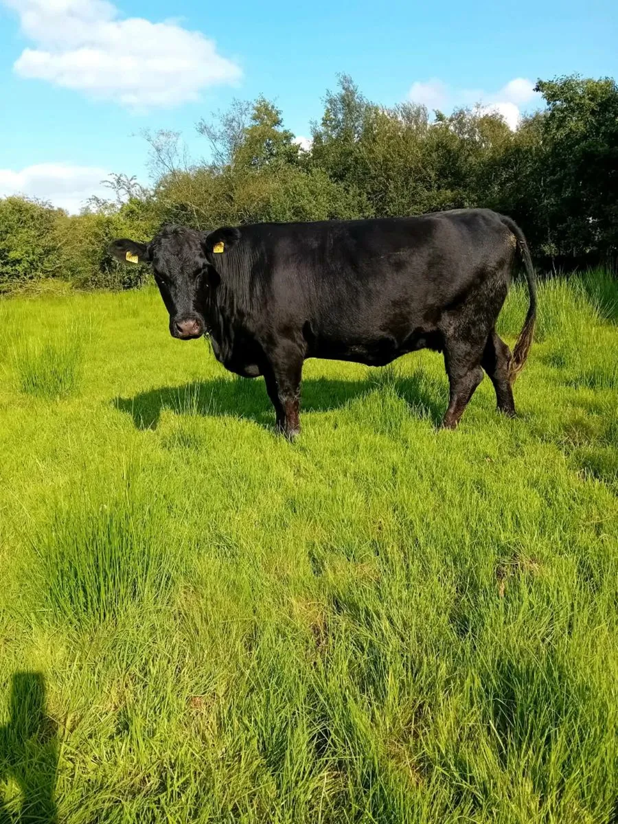 Pedigree Angus cow - Image 4