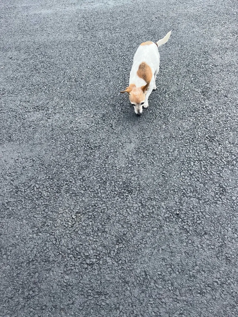 Ali’s Pet sitting - Image 3