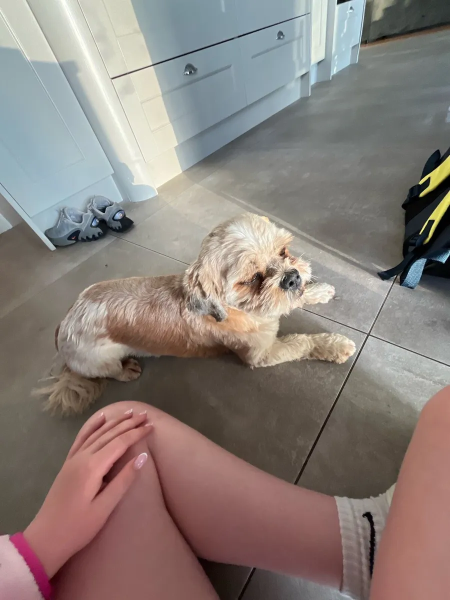 Ali’s Pet sitting - Image 2