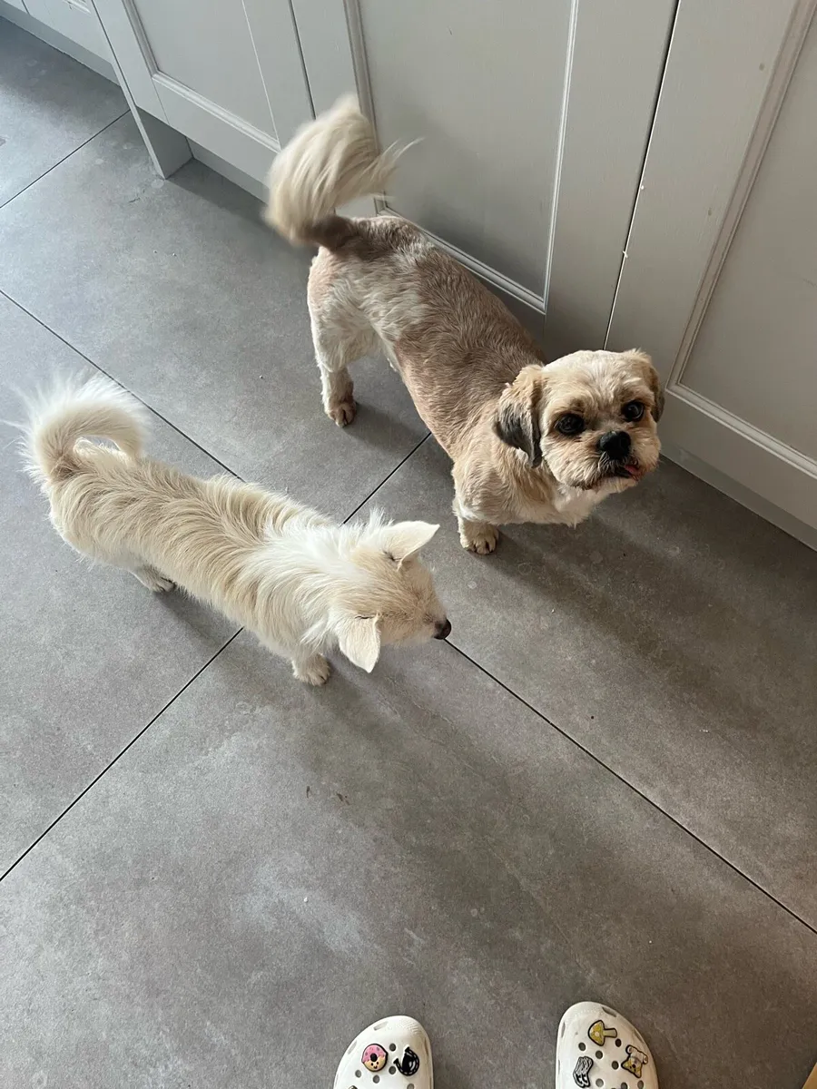 Ali’s Pet sitting - Image 1