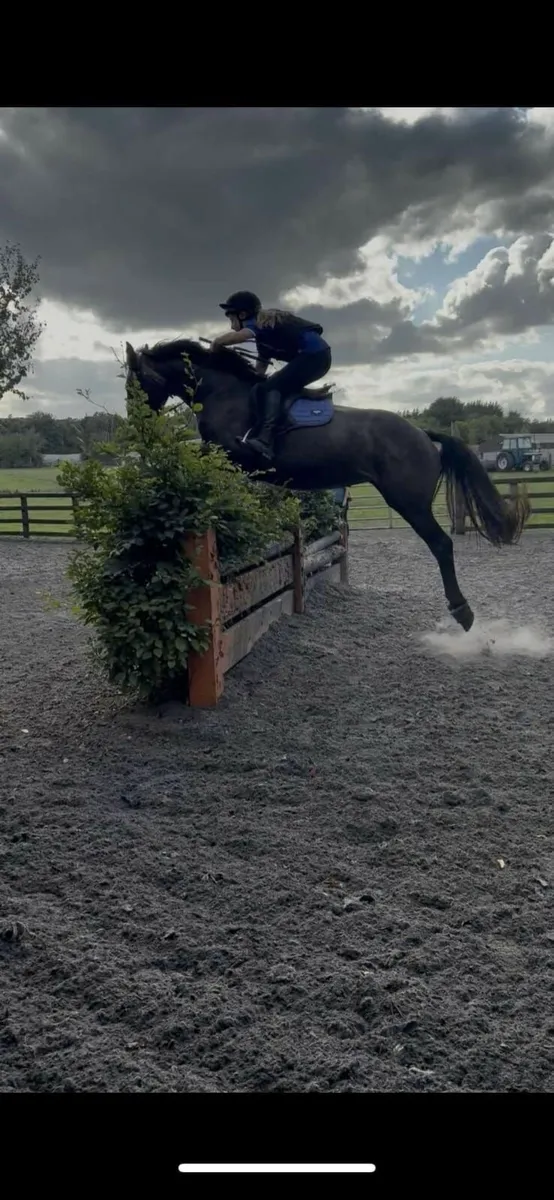 Horse - Image 1