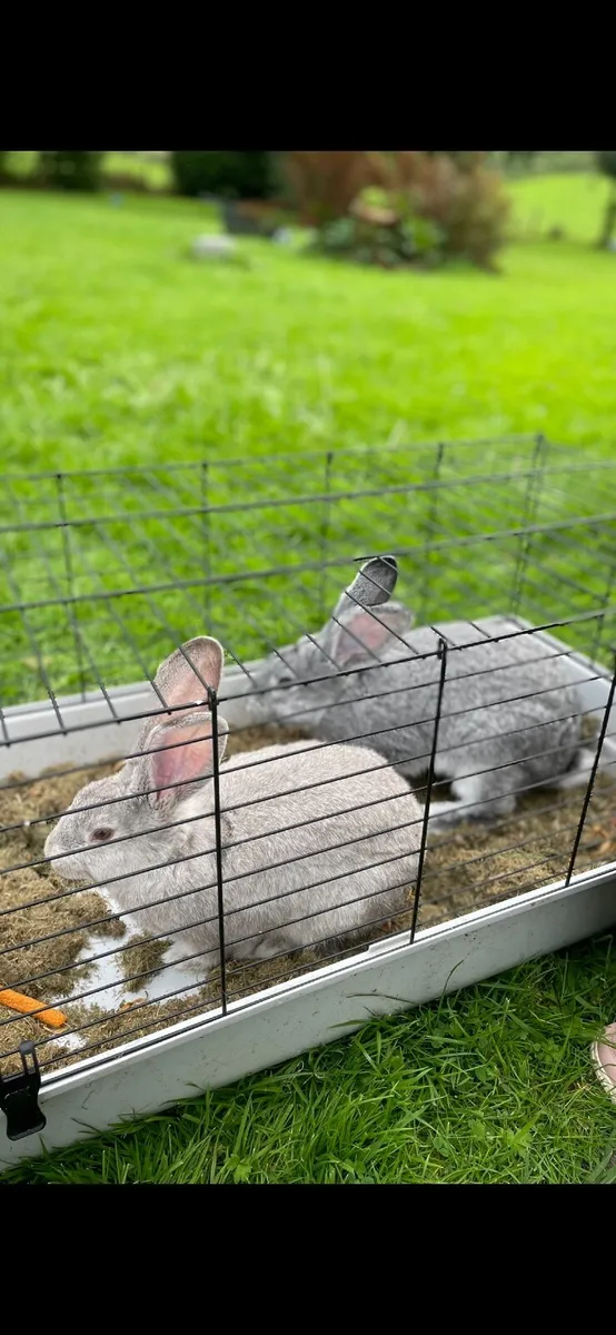 Rabbits (male and female) - Image 1