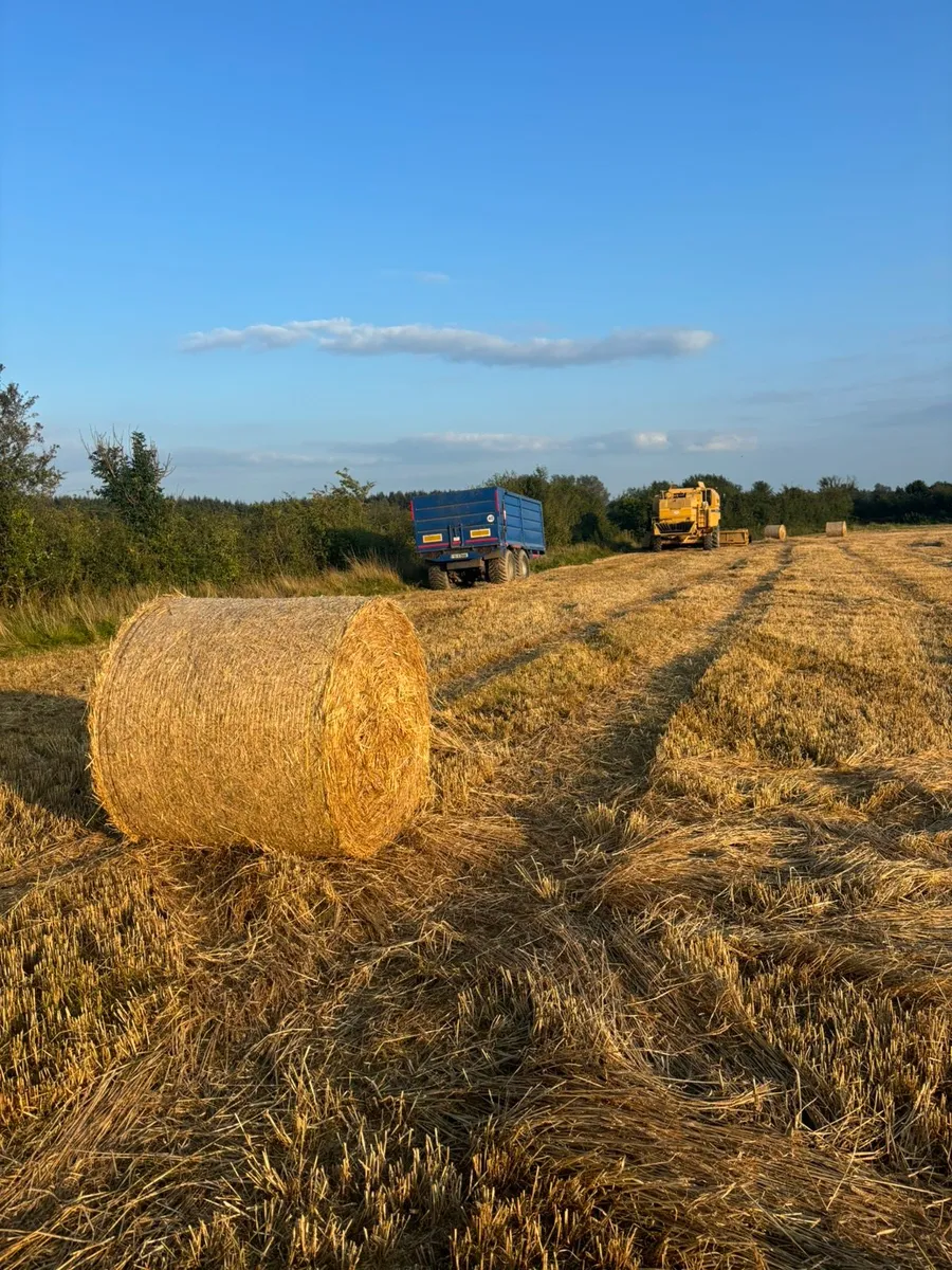 Barley Straw - Image 1