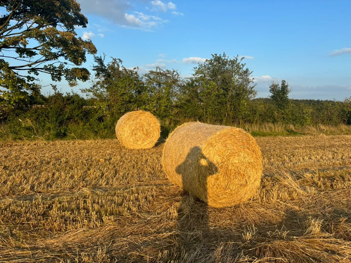 Barley Straw - Image 2