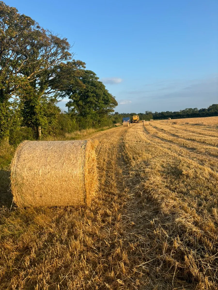 Barley Straw - Image 3