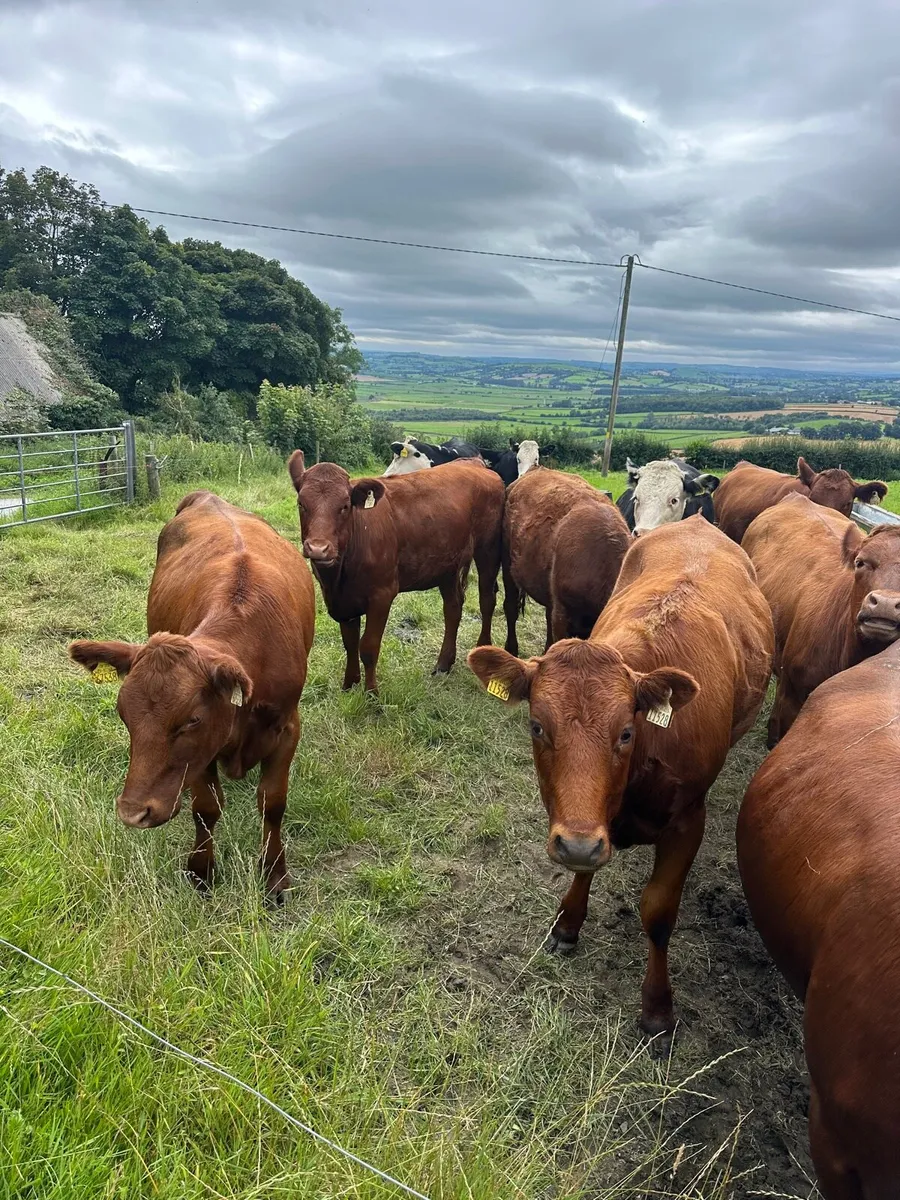 65 SMASHING HEIFERS FOR STRANORLAR MART MONDAY 11 - Image 1
