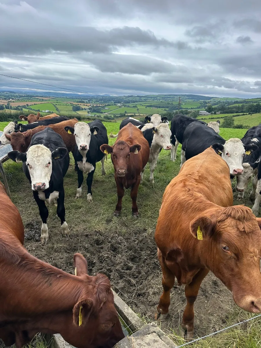 65 SMASHING HEIFERS FOR STRANORLAR MART MONDAY 11 - Image 2