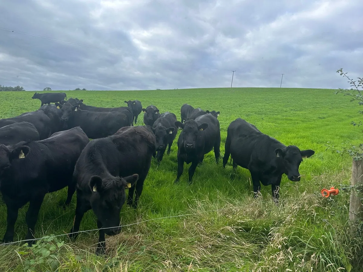 65 SMASHING HEIFERS FOR STRANORLAR MART MONDAY 11 - Image 3
