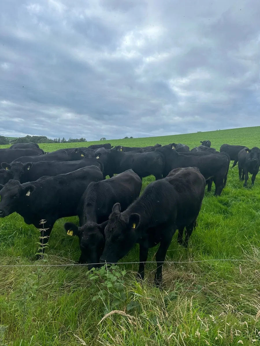 65 SMASHING HEIFERS FOR STRANORLAR MART MONDAY 11 - Image 4