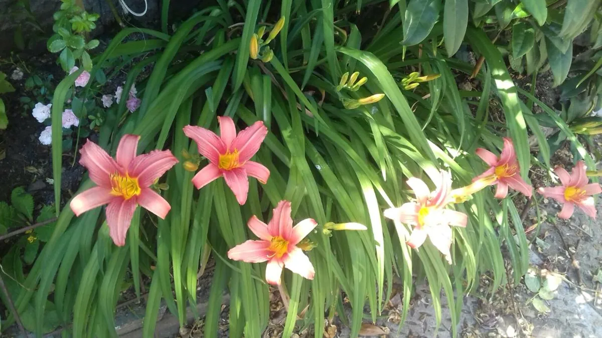 Day lily's. Daylilies, also known as hemerocallis, - Image 2