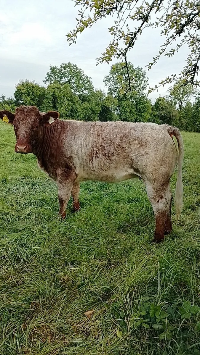 Roan heifers for Dowra 138 and 139 - Image 4