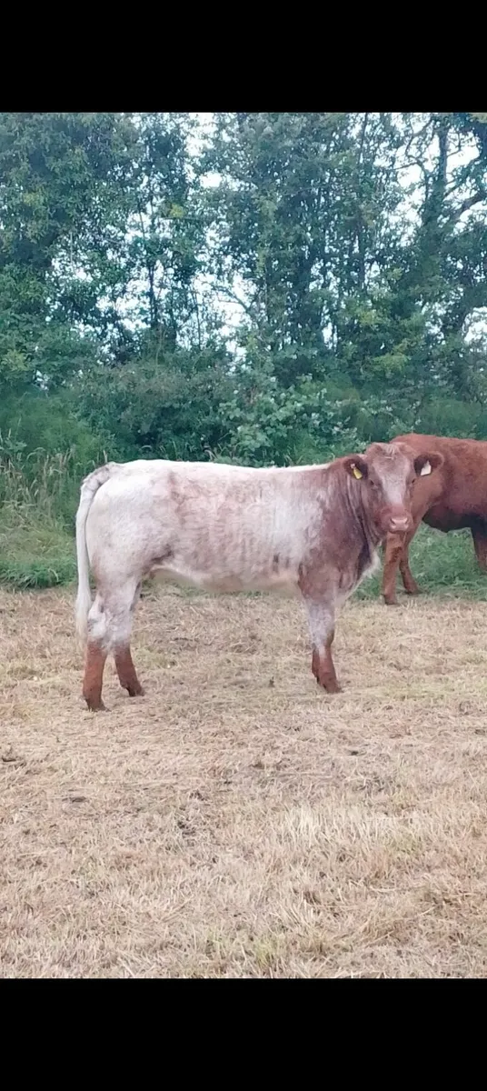 Roan heifers for Dowra 138 and 139 - Image 1
