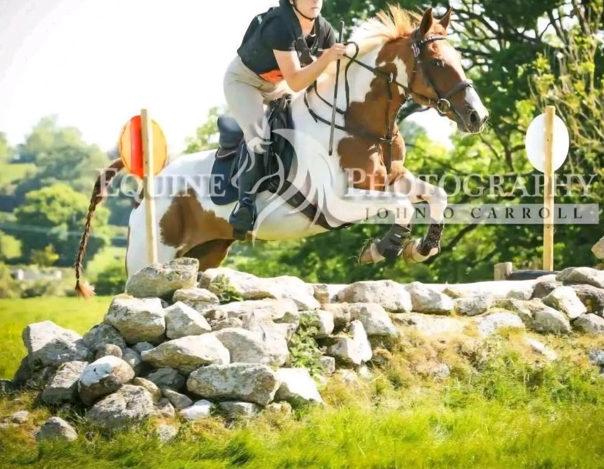 Perfect competition horse - Image 1