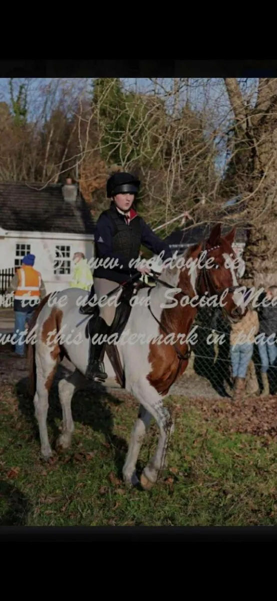 Perfect competition horse - Image 2