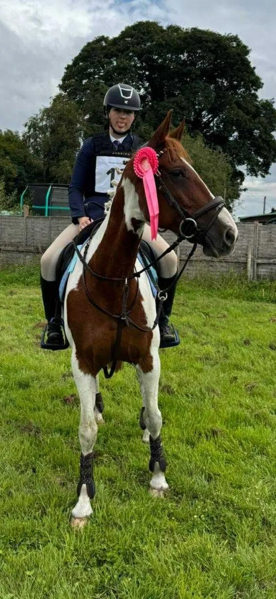 Perfect competition horse - Image 3