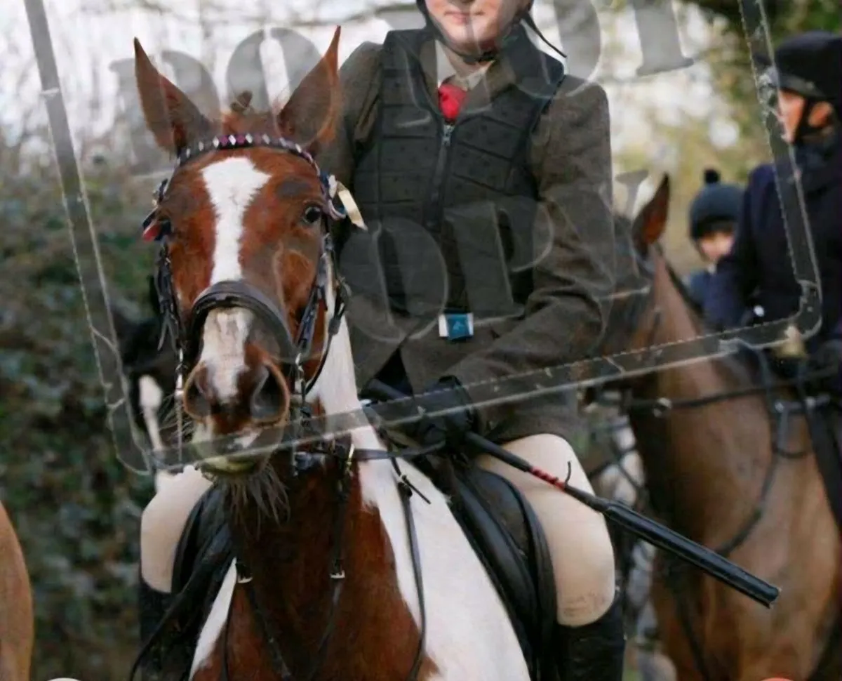 Perfect competition horse - Image 4