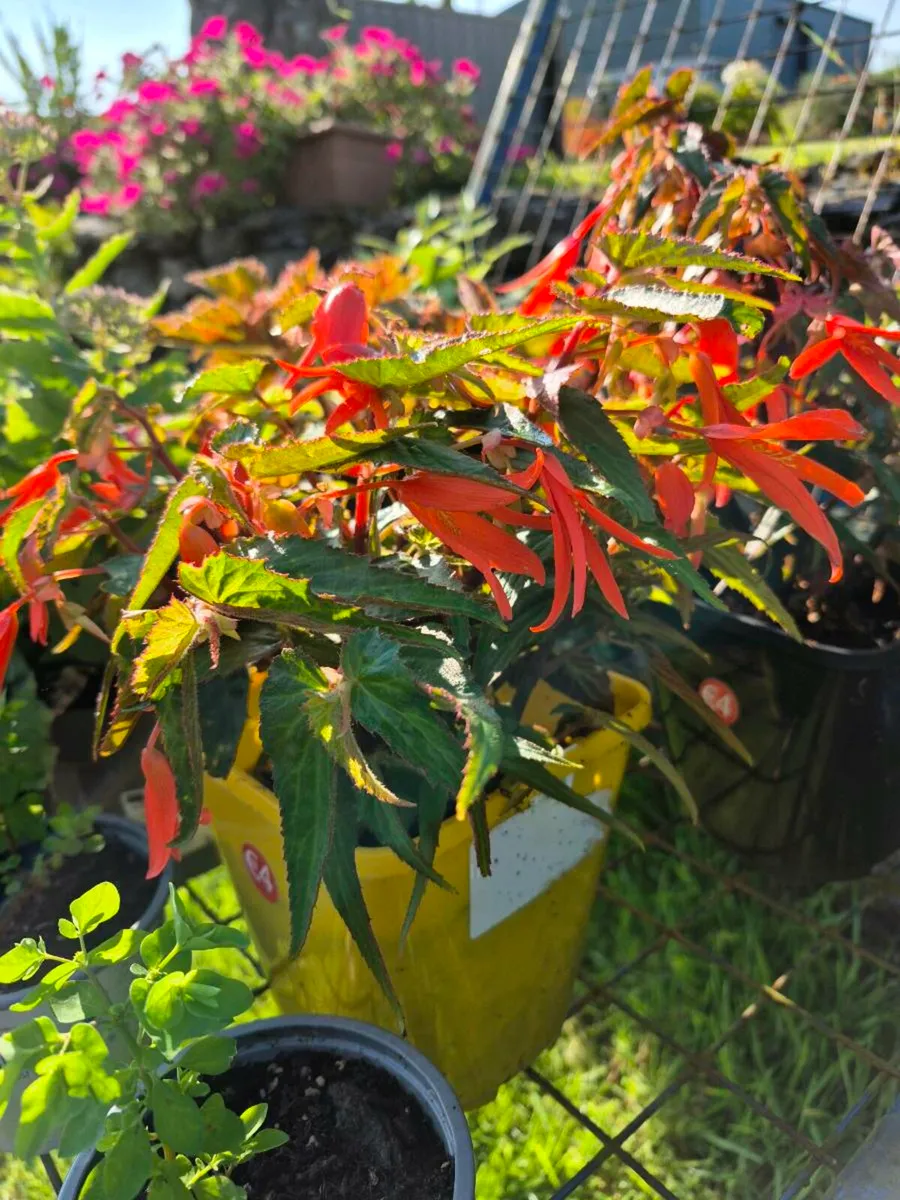 Plants for sale - Image 1