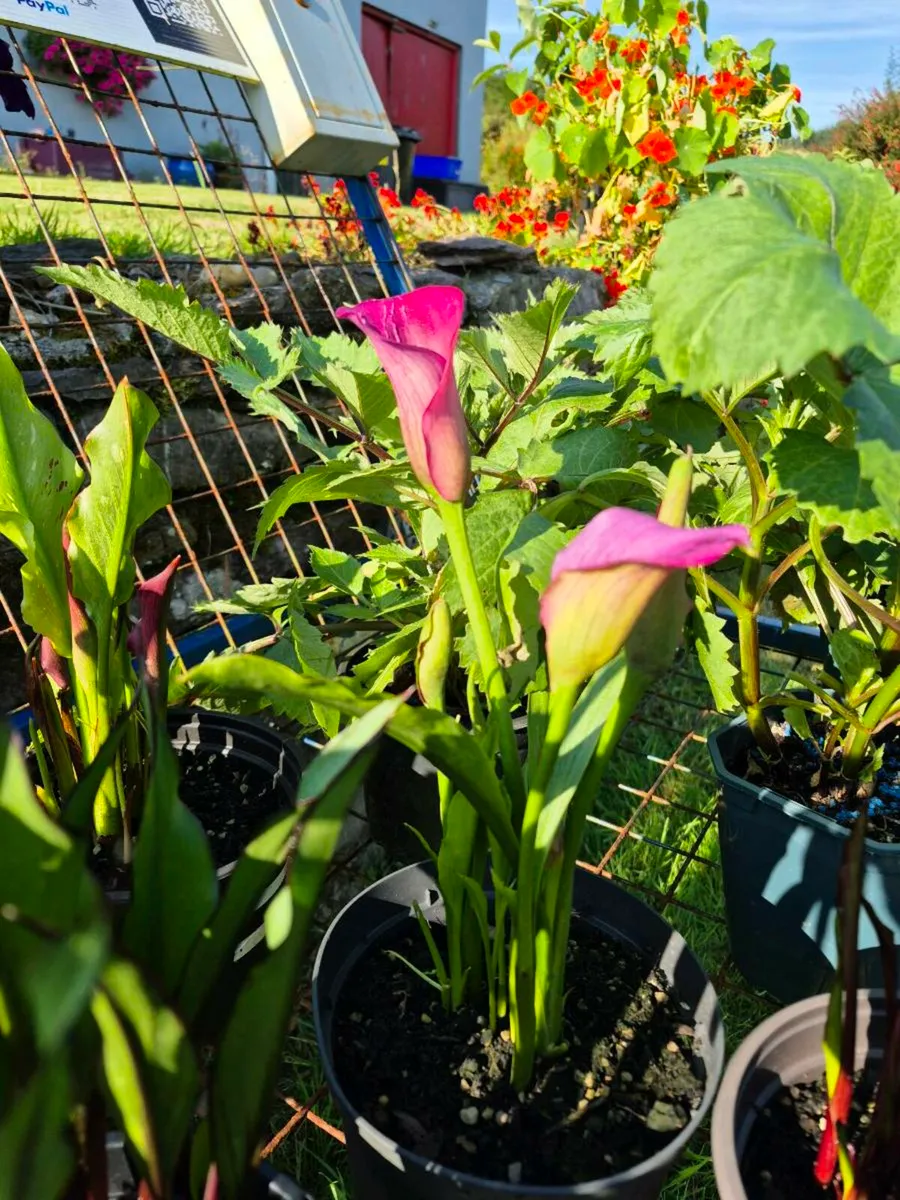 Plants for sale - Image 2