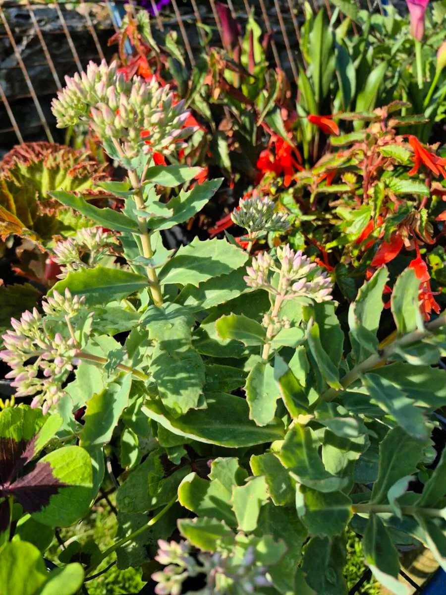 Plants for sale - Image 3