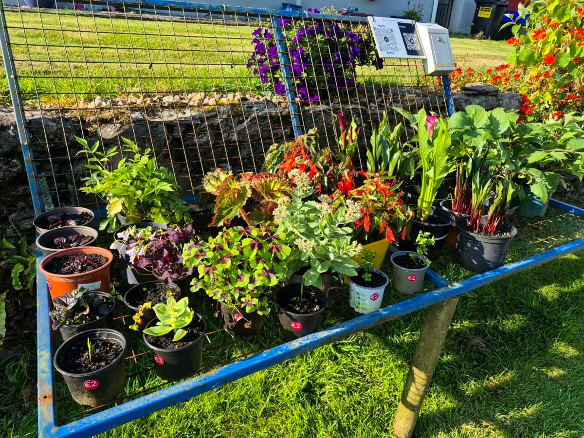 Plants for sale - Image 4