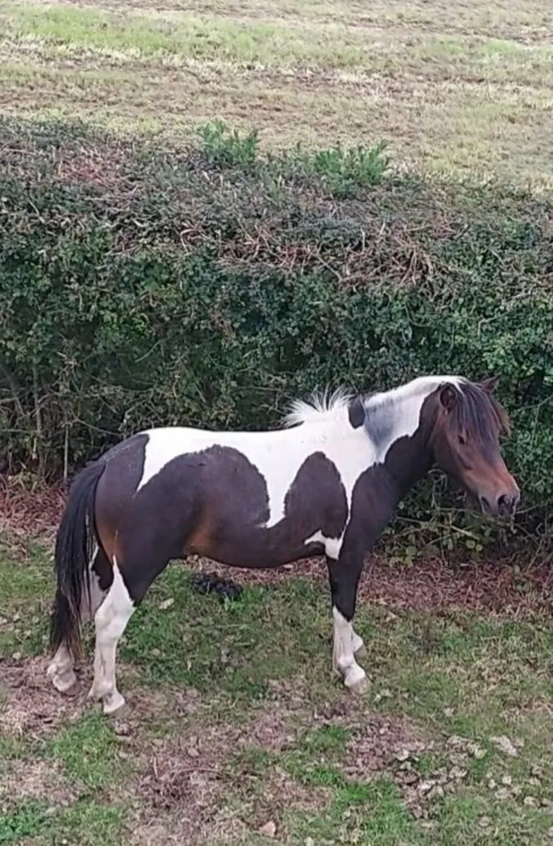 Aprox 10.2hh coloured stallion pony.