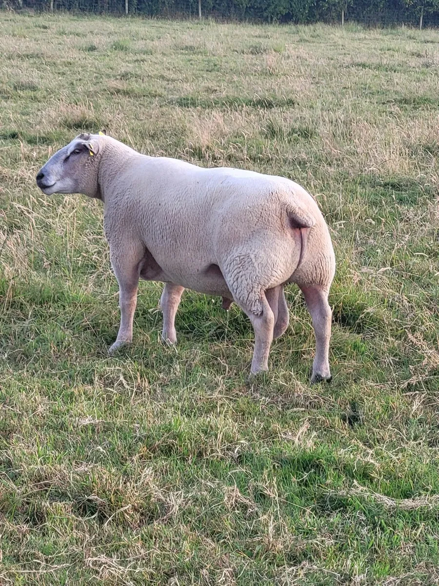 Pedigree Charollais Hogget Rams - Image 1