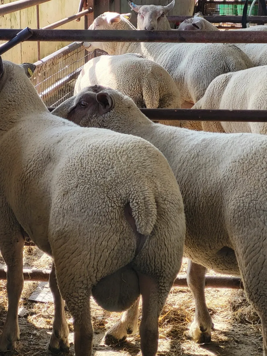 Pedigree Charollais Hogget Rams - Image 2