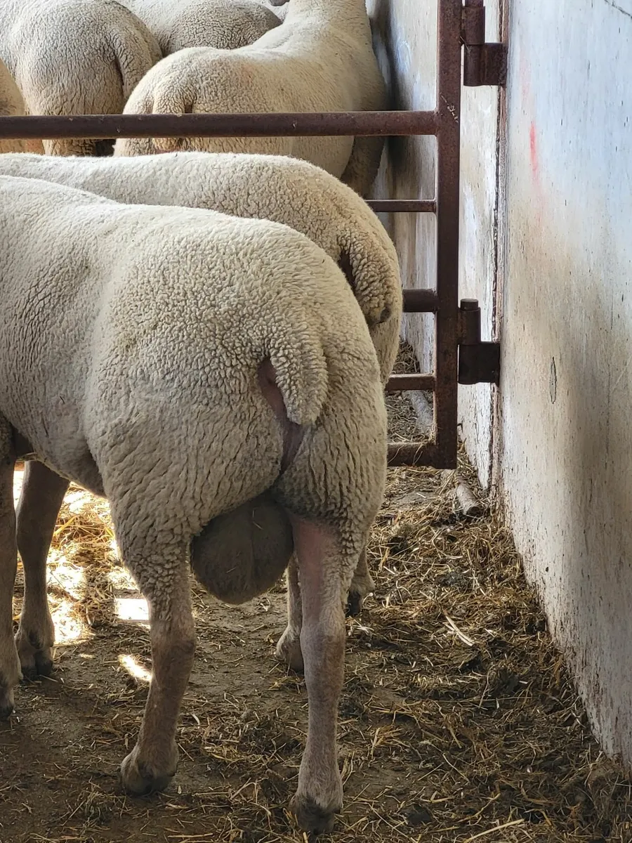 Pedigree Charollais Hogget Rams - Image 3