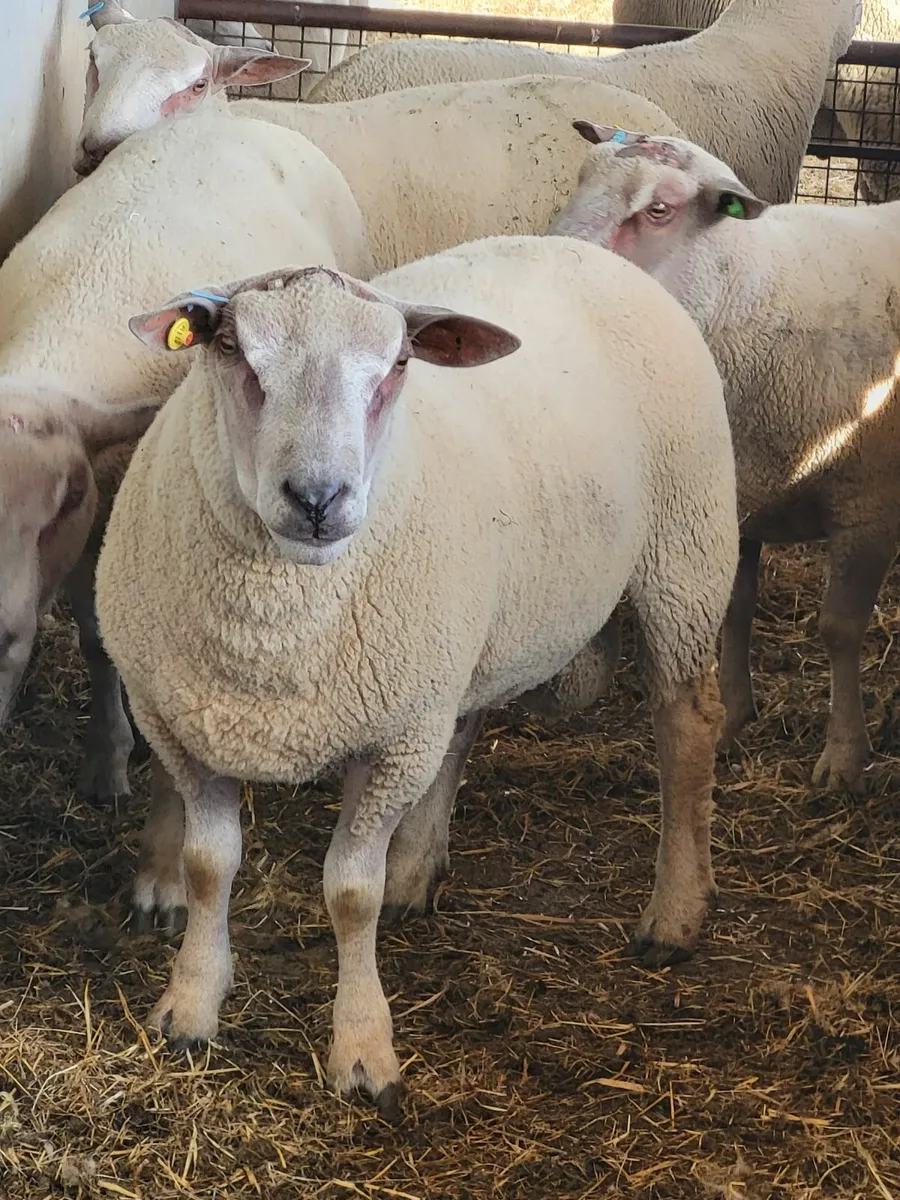 Pedigree Charollais Hogget Rams - Image 4