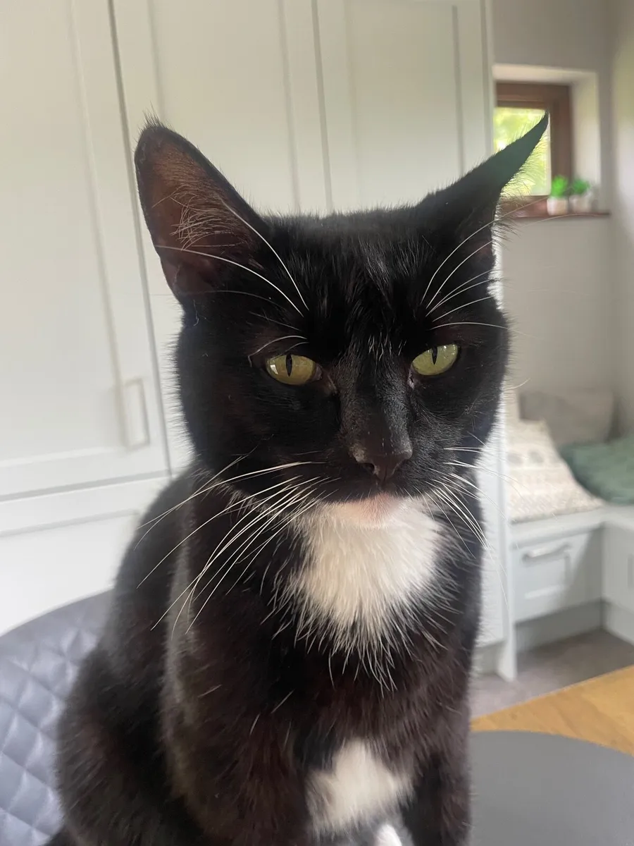Tuxedo Cat - Image 2
