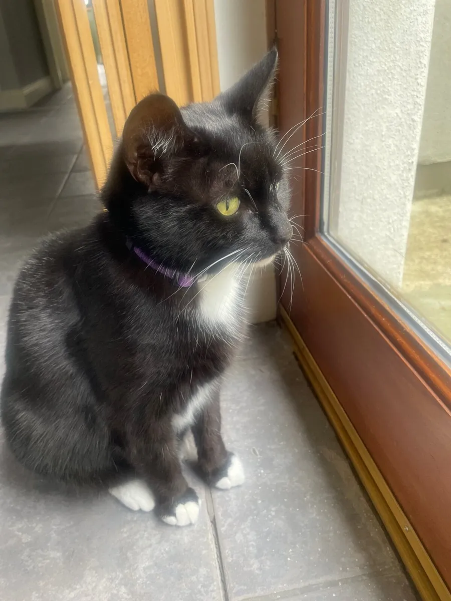 Tuxedo Cat - Image 3