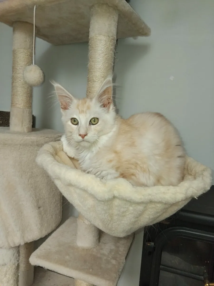 Maine coon boy available 💙 Last one! - Image 1