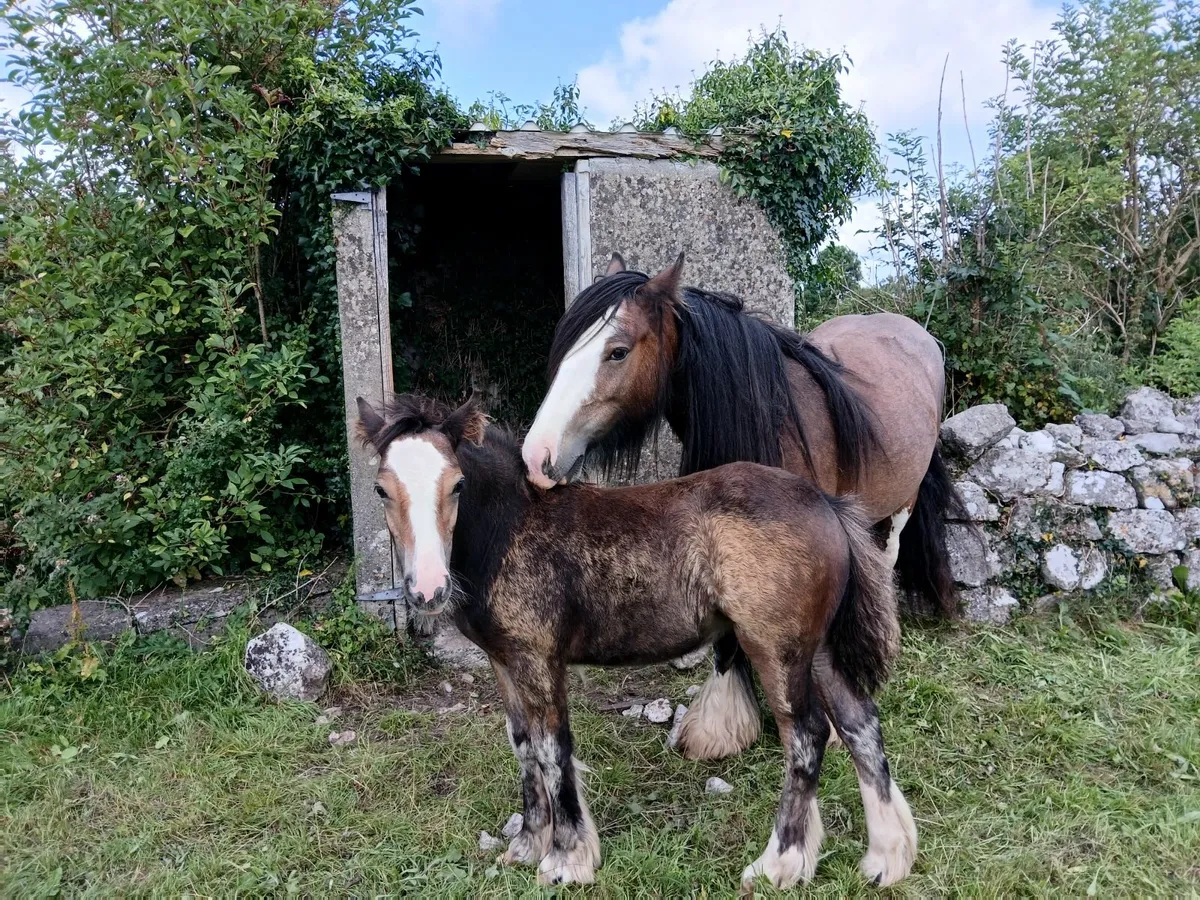 Filly foal only - Image 1