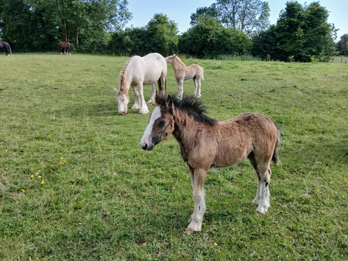 Filly foal only - Image 2