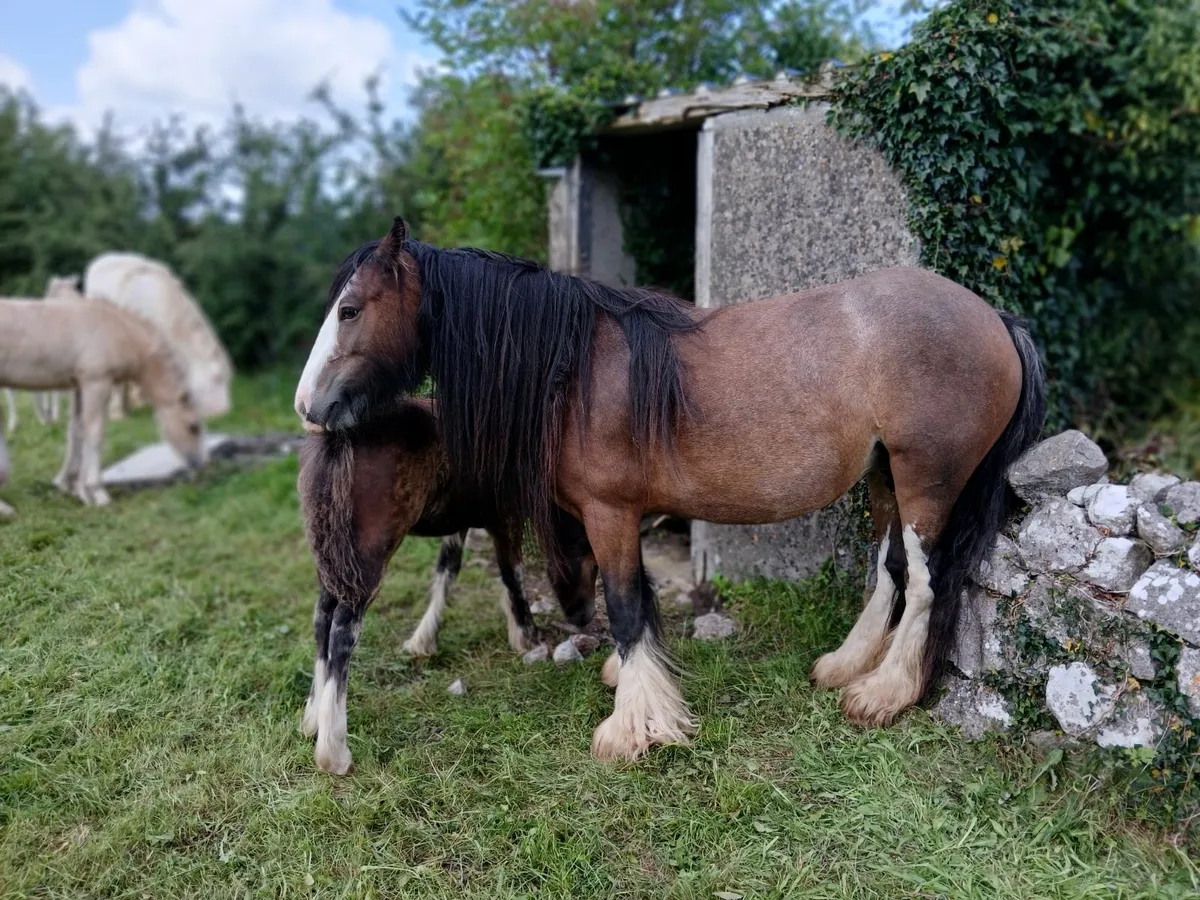 Filly foal only - Image 3