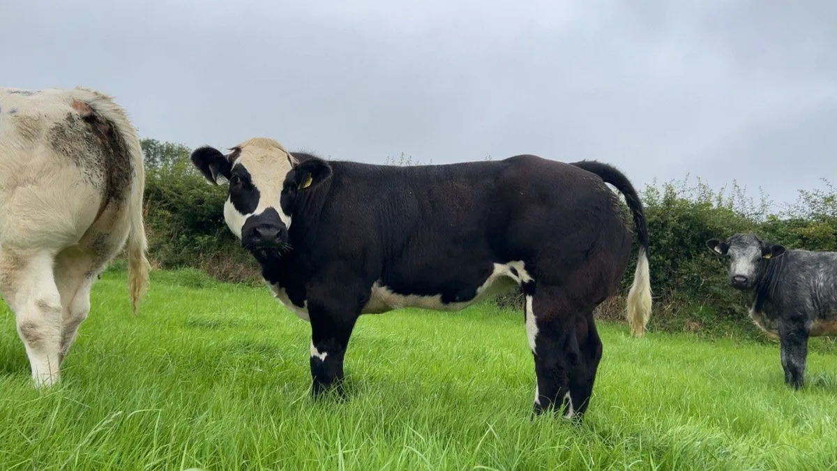 5 exceptional  Ai bred heifers - Image 1