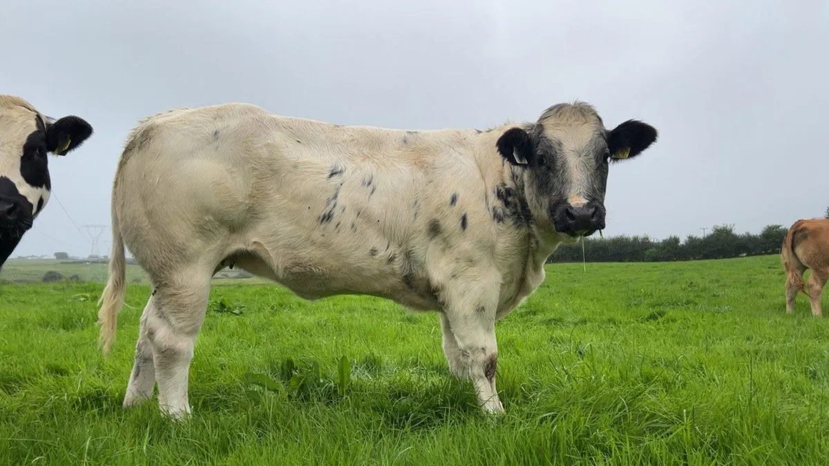 5 exceptional  Ai bred heifers - Image 2