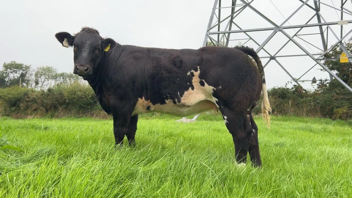 5 exceptional  Ai bred heifers - Image 3