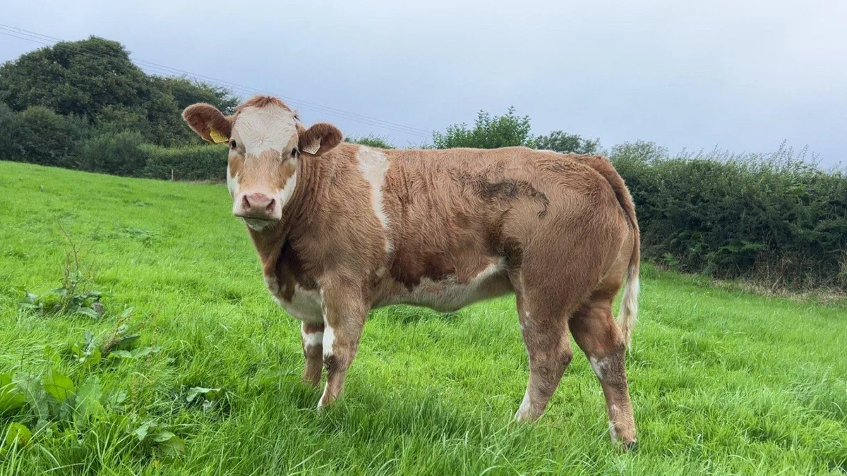 5 exceptional  Ai bred heifers - Image 4