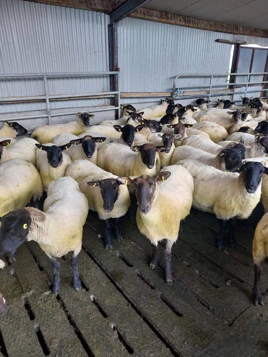 Suffolk Cheviot Cross Hoggets - Image 1