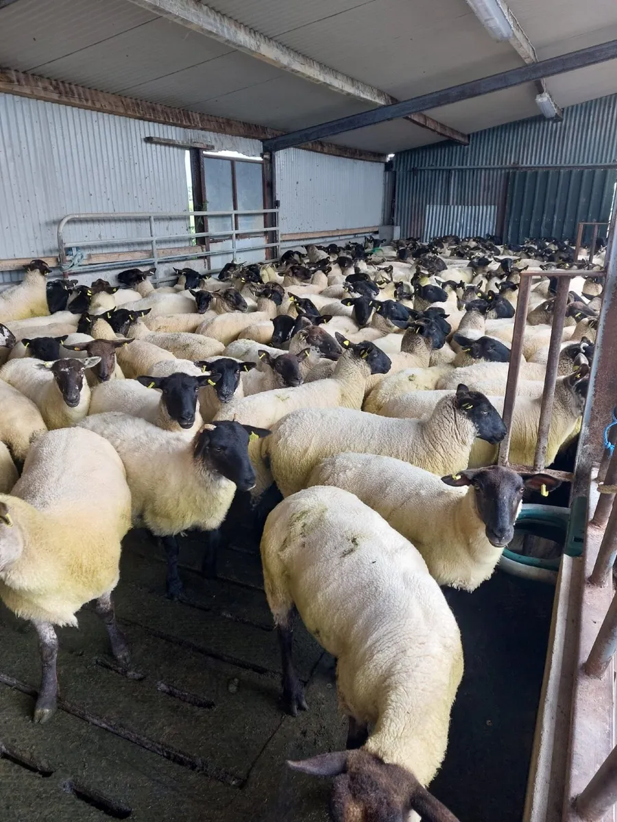 Suffolk Cheviot Cross Hoggets - Image 2