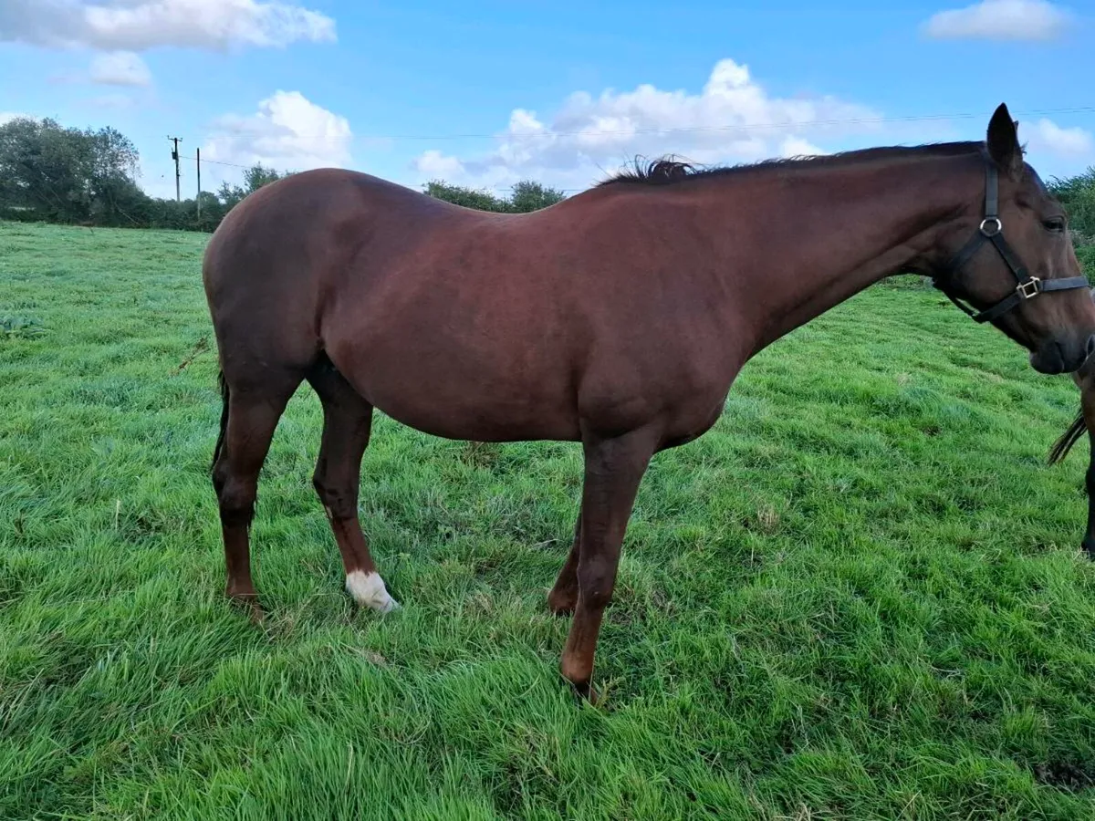 Presenting Mare - Image 1
