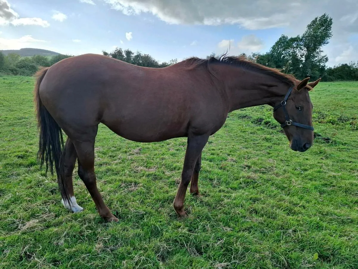 Presenting Mare - Image 2