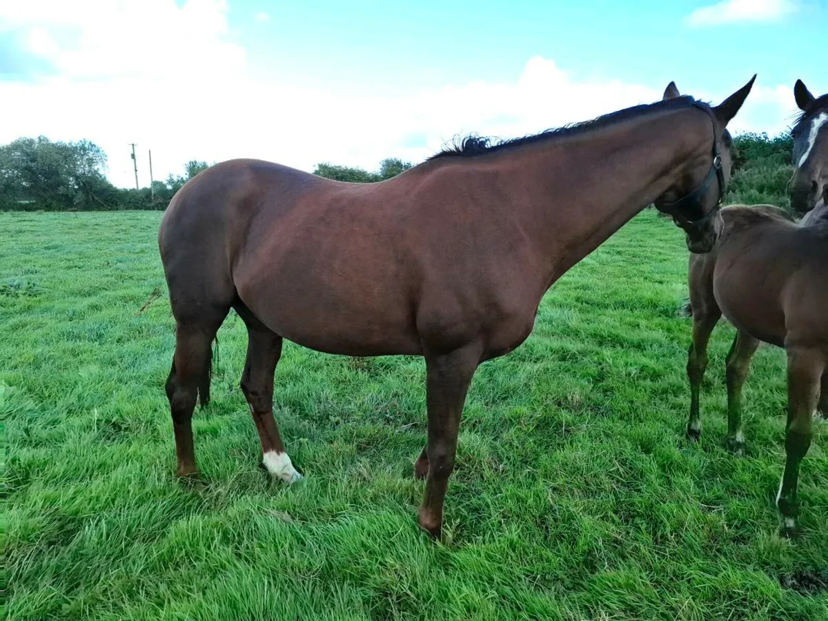 Presenting Mare - Image 3