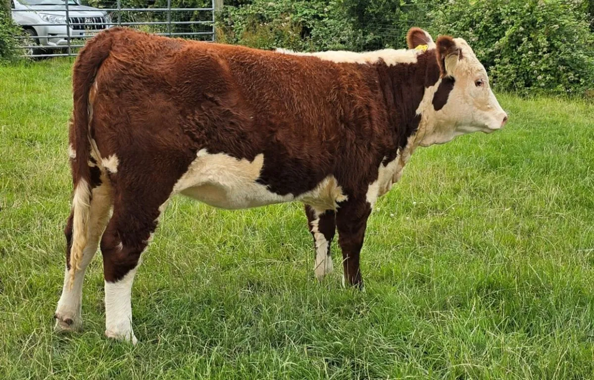 Pedigree Hereford Heifers for Sale - Image 1