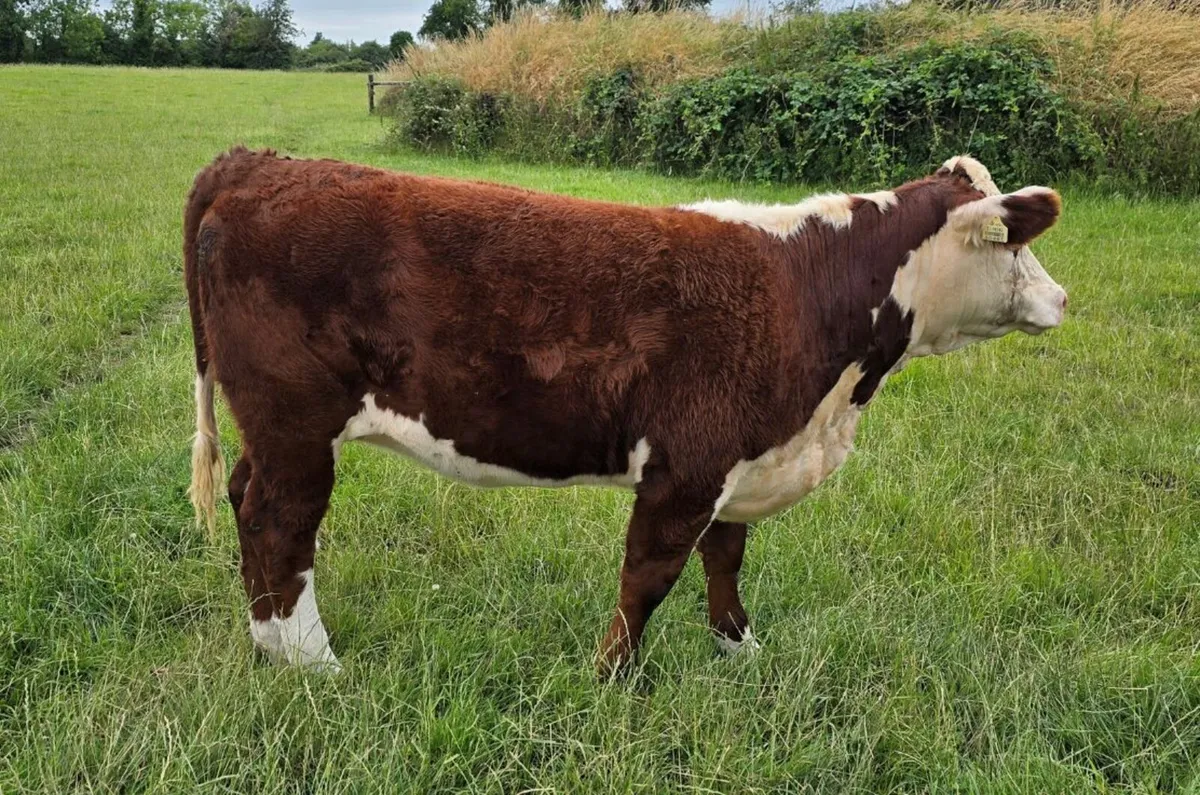 Pedigree Hereford Heifers for Sale - Image 2