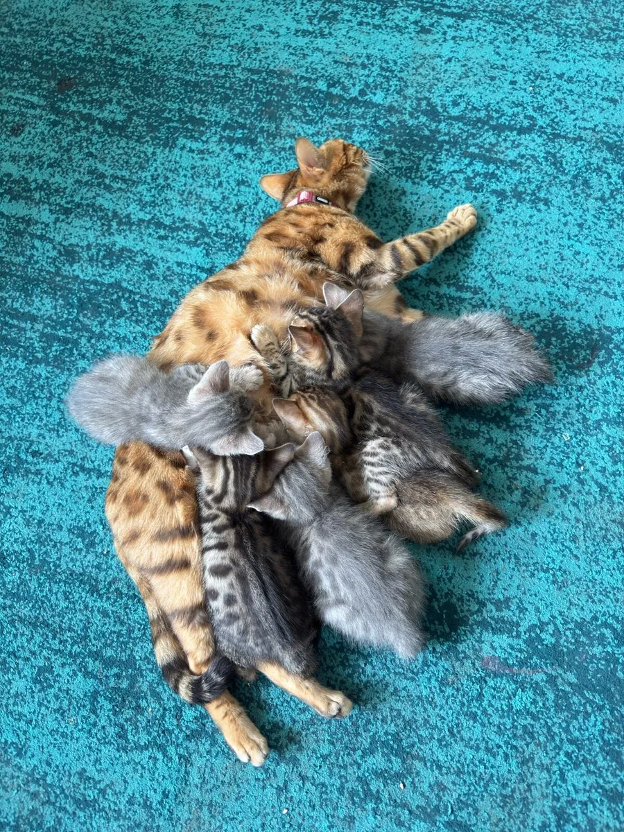 Mix Bengal Kittens - Image 1