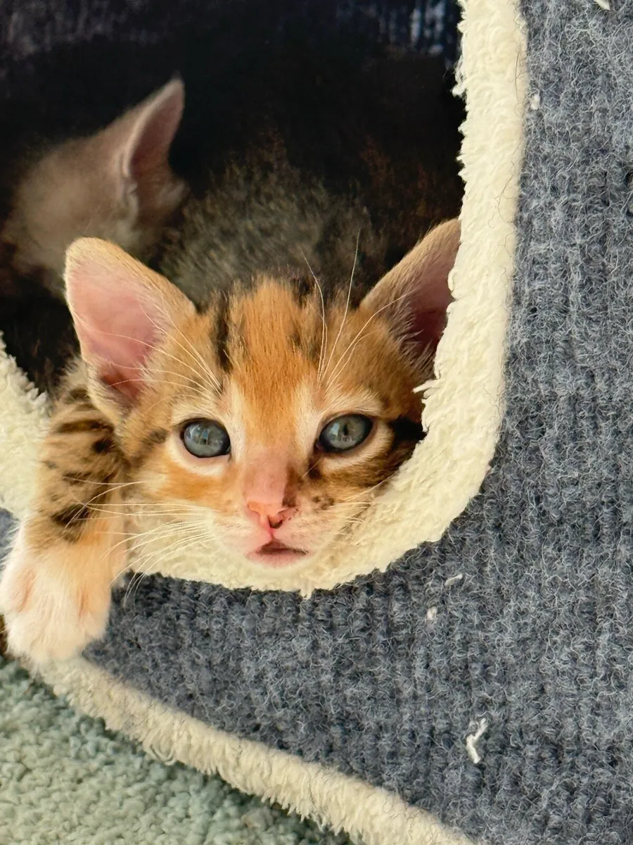 Mix Bengal Kittens - Image 2